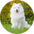 Samoyed